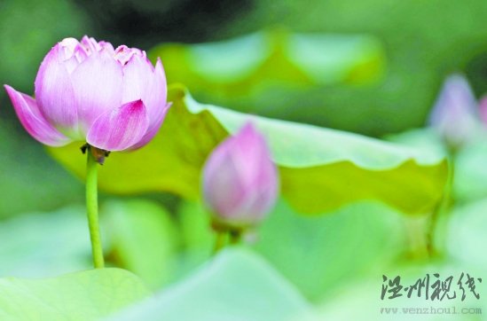 郭莊荷花展