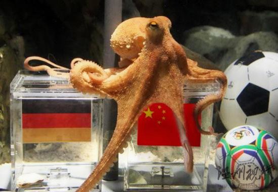 神準章魚哥被網友PS惡搞半決賽中國贏德國？(圖)