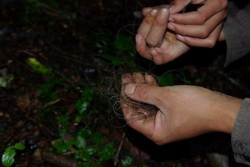 神農架采藥山民拾獲不明動物毛發(組圖)