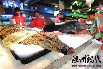 超市公開(kāi)銷(xiāo)售鱷魚(yú)鯊魚(yú)引爭(zhēng)議(圖)
