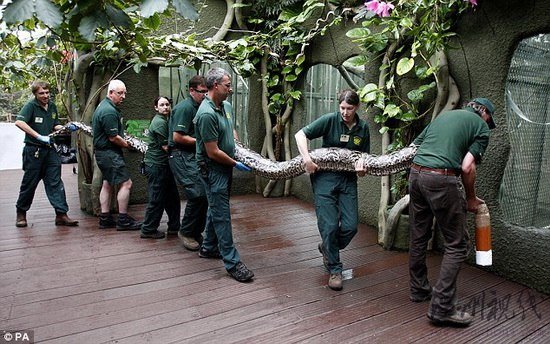 組圖：7名動物園工作人員抬7米長巨蟒做檢查
