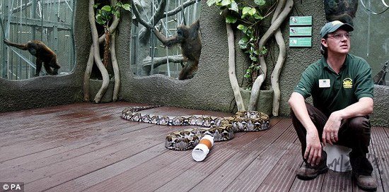 組圖：7名動物園工作人員抬7米長巨蟒做檢查