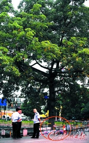 男子樹下打手機(jī)遭雷劈身亡(圖)