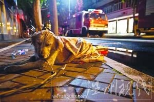 等不到主人出現，小狗久久不愿離去
