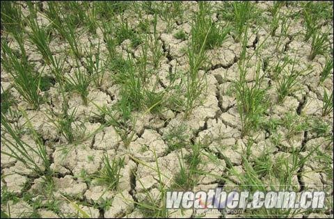 遵義高溫導致干旱持續   政府緊急提升應急響應