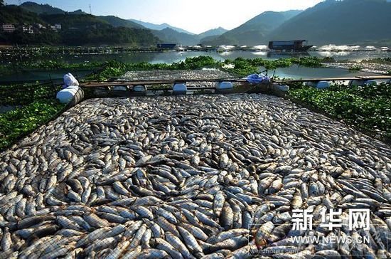 寧德古田死魚