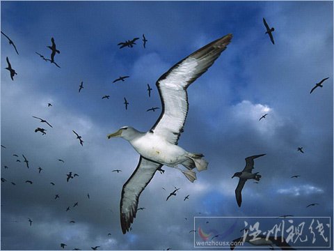 氣候變暖增加風(fēng)速 御風(fēng)而行讓信天翁大受裨益 