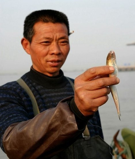 長江刀魚遭過度捕撈及生態惡化10年后或絕跡