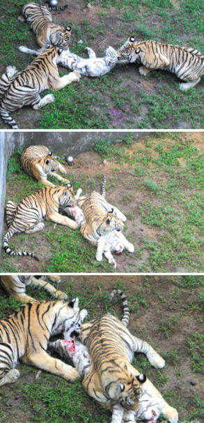 動物園老虎相殘