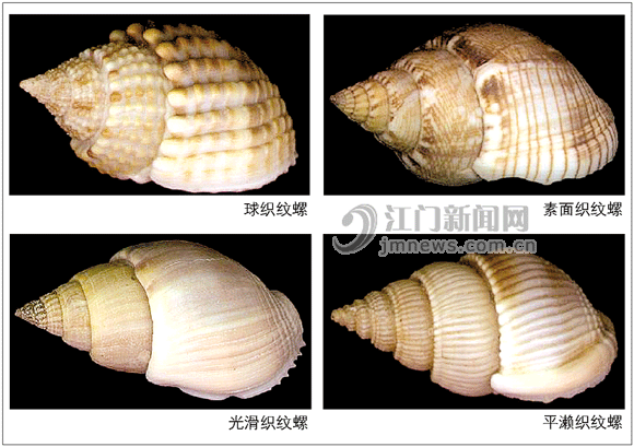溫州烏螺中毒