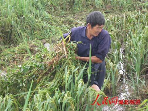 湖北宜昌夷陵遭特大暴雨襲擊 損失1500萬元