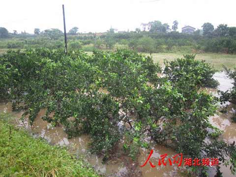 湖北宜昌夷陵遭特大暴雨襲擊 損失1500萬元