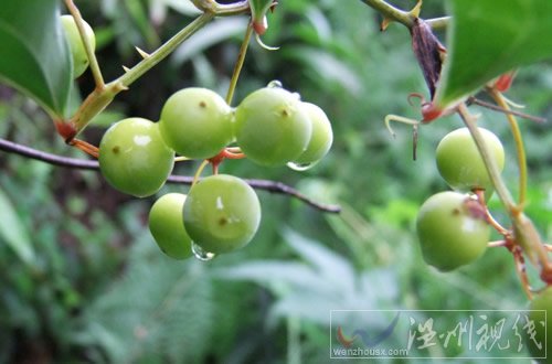 被蜈蚣咬了怎么辦