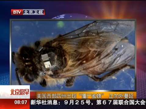 美國僵尸蜜蜂