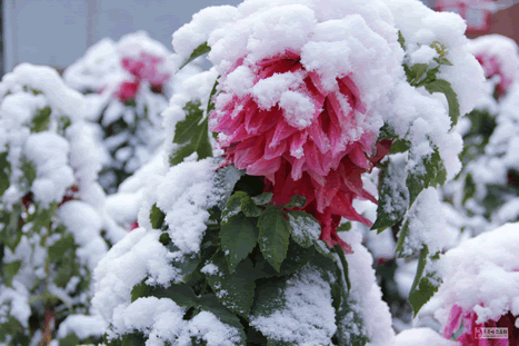 下雪的圖片 東北下雪圖