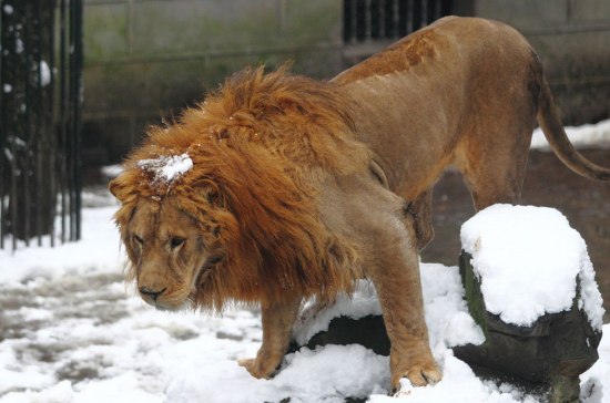 杭州動(dòng)物園雪球砸獅子