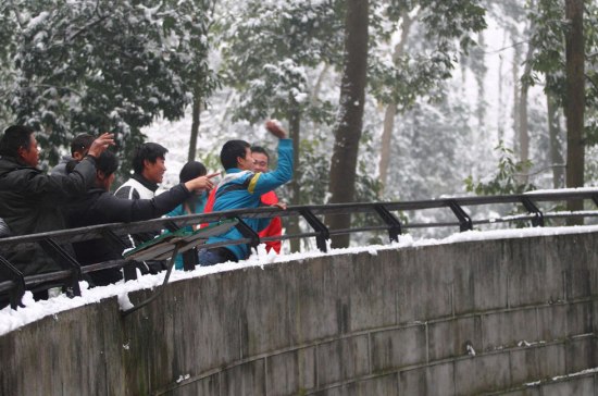 杭州動(dòng)物園雪球砸獅子