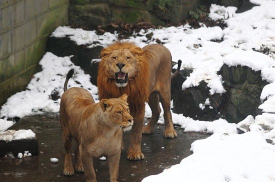 杭州動(dòng)物園雪球砸獅子