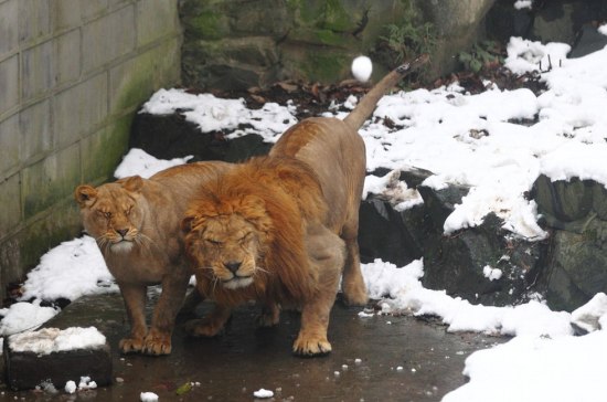 杭州動(dòng)物園雪球砸獅子