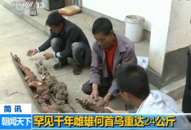 千年雌雄何首烏