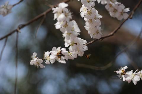 河南氣溫超26℃未迎春天 周末有大風(fēng)降溫天氣