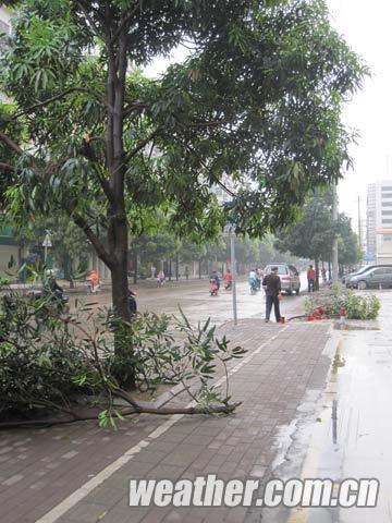 南寧市早晨短時雷雨大風天氣，被大風吹斷的樹枝（郭媛/攝）