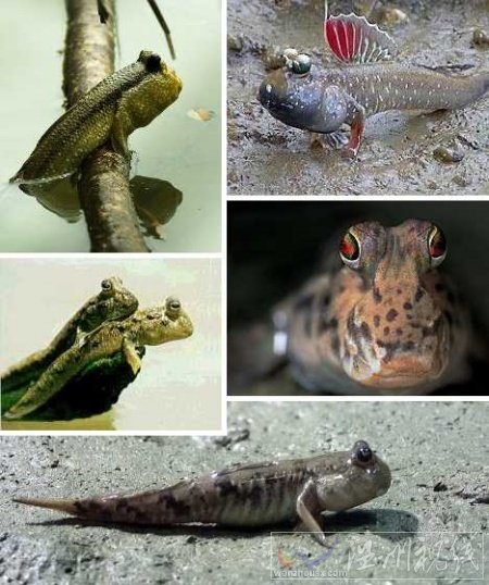 跳跳魚圖片