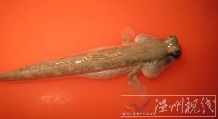 跳跳魚圖片