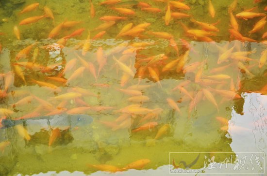 測毒金魚
