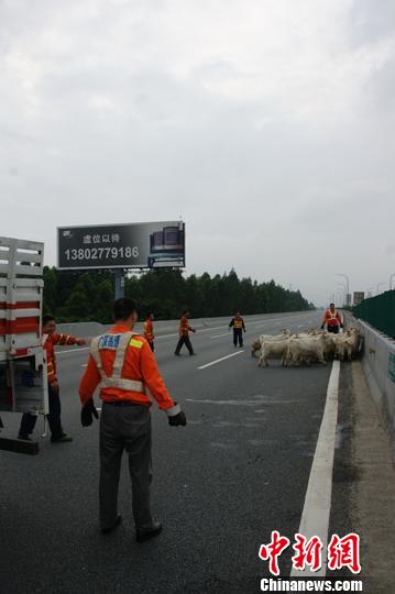 廣深高速車禍50頭山羊逃竄高速