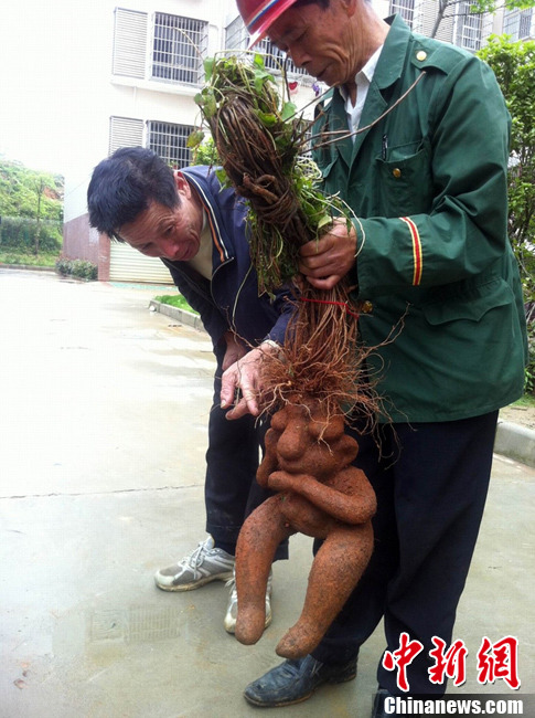 九江挖出一公一母兩個人形何首烏