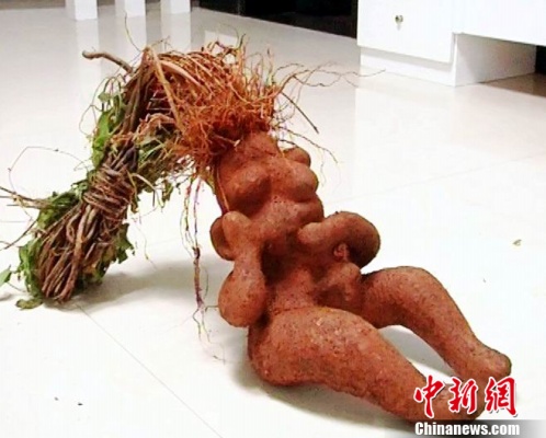 人形何首烏圖片