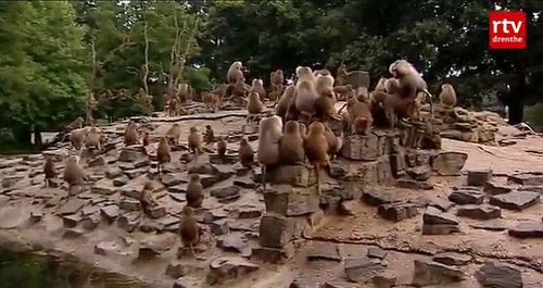 公園狒狒靜坐絕食背對游客