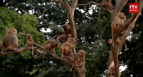 公園狒狒靜坐絕食背對游客