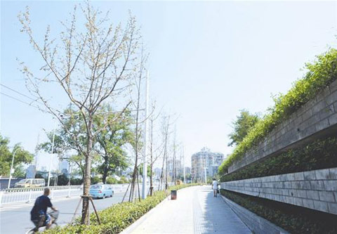 武漢連續(xù)遭遇24個高溫日 馬路旁樹葉被烤焦