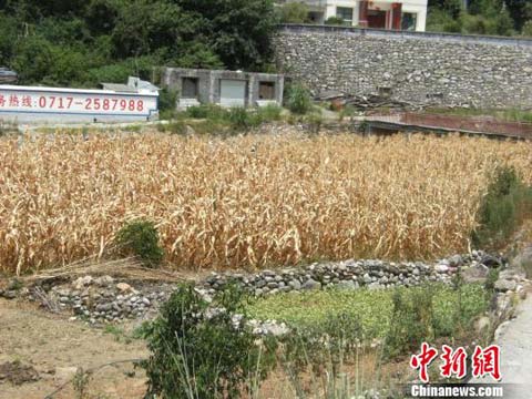 湖北興山干旱 玉米等作物受災嚴重經濟損失七千多萬