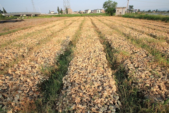 紹興高溫44.1℃ 田里蔬菜被烤焦