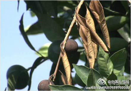 歙縣高溫干旱柑橘樹被烤干 兩萬畝柑橘減產(chǎn)