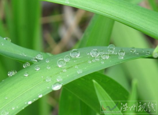 白露節氣