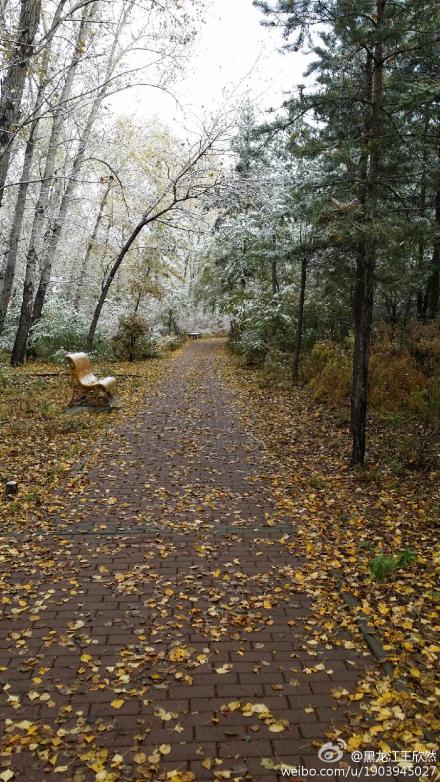 雙鴨山下雪了 10月3日黑龍江雙鴨山迎來今年第一場雪