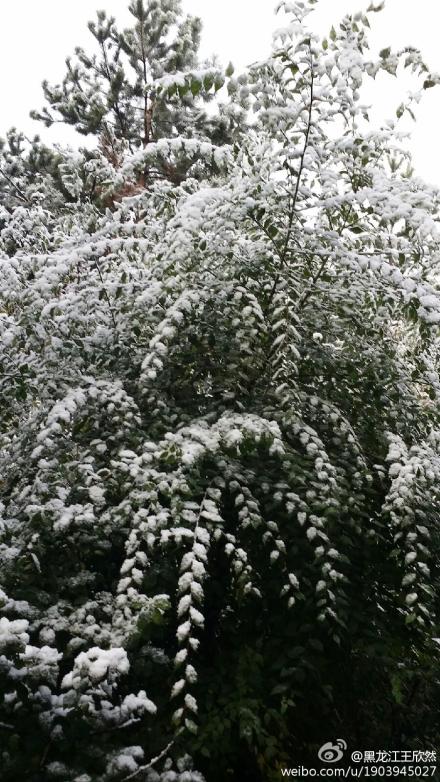 雙鴨山下雪了 10月3日黑龍江雙鴨山迎來今年第一場雪
