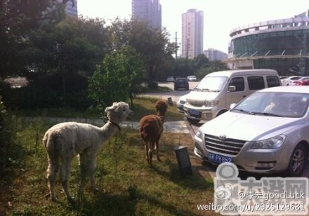 富二代在公司養羊駝 江蘇一公司養兩只羊駝花費10多萬