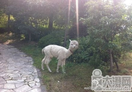 富二代在公司養羊駝 江蘇一公司養兩只羊駝花費10多萬