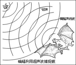 全球氣候變暖造成蝙蝠捕食困難