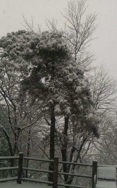 浙江下雪了，2013年冬季浙江湖州安吉第一場雪