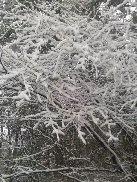 浙江下雪了，2013年冬季浙江湖州安吉第一場雪
