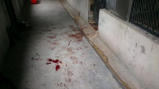 飼養員被華南虎咬死