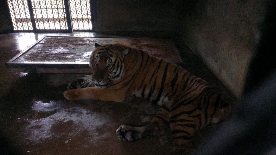 飼養員被華南虎咬死