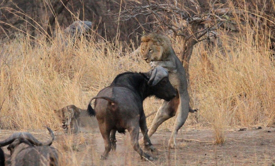 獅子與水牛大對決