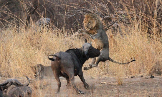 獅子與水牛大對決